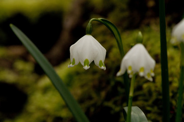 Märzenbecher © toeppefotografie