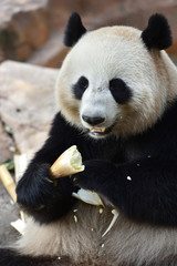 Fototapeta premium Close-up of Giant Panda in China