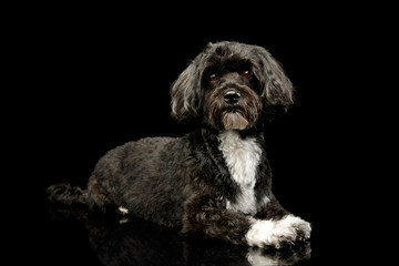 Studio shot of an adorable havanese