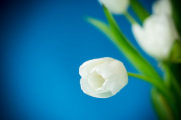 Fototapeta na wymiar beautiful bouquet of white tulips on blue background