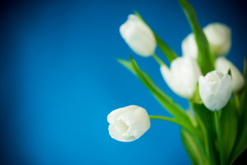beautiful bouquet of white tulips isolated on blue background