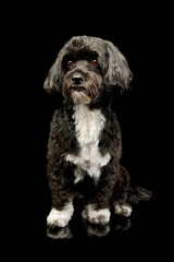 Studio shot of an adorable havanese