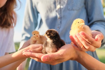Close up of three newborn chickens in the hands of children and mother © Valerii Honcharuk