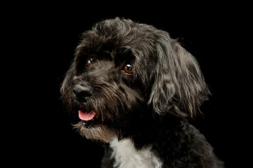 Portrait of an adorable havanese