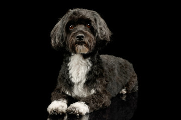 Studio shot of an adorable havanese