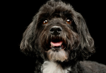 Portrait of an adorable havanese