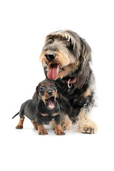 Naklejka na ściany i meble Studio shot of an adorable Dachshund and a puppy