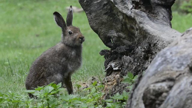 Mountain hare (Lepus timidus) in summer pelage