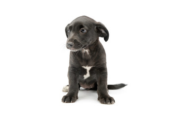 Studio shot of an adorable mixed breed puppy