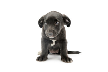Studio shot of an adorable mixed breed puppy