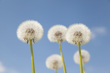 White dandelions against the blue sky