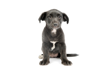 Studio shot of an adorable mixed breed puppy