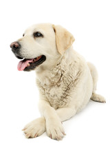 Studio shot of a beautiful blind Golden Retriever