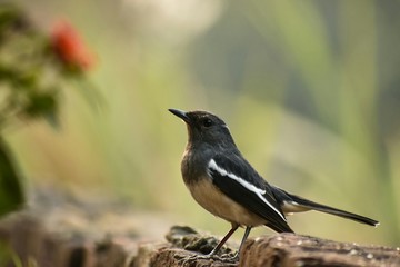 blackbird on a branch