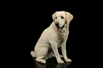 Studio shot of a beautiful blind Golden Retriever