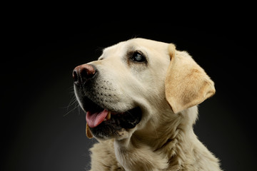 Portrait of a beautiful blind Golden Retriever