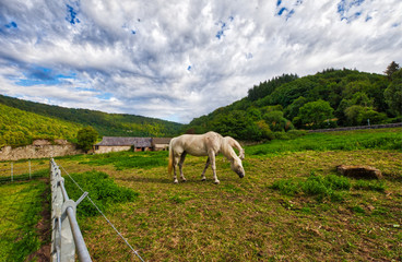 A horse at the grounds next to Tintern Abbey.jpg