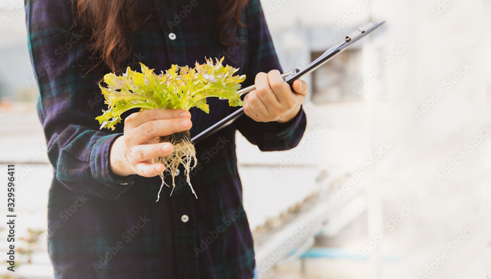 Wall mural Female farmers take care of the vegetable hydroponic organic produce, take note of the file and take care of the integrity of the roots that grow in the greenhouse with care : Selective Focus 