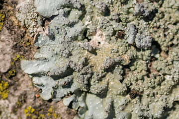 Lichen on tree branch. Lichen grows on rotten wood