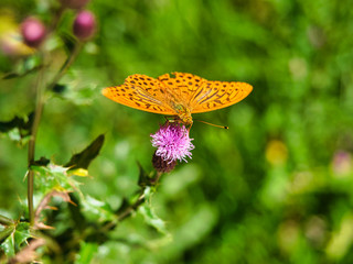 Orange butterfly