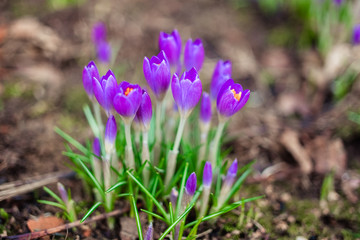  Early spring first flowers blooming. Violet crocus flowers close up macro on green background.