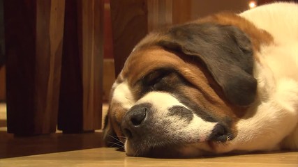 SLEEPY SAINT BERNARD DOG INSIDE