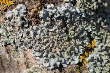 Lichen on tree branch. Lichen grows on rotten wood