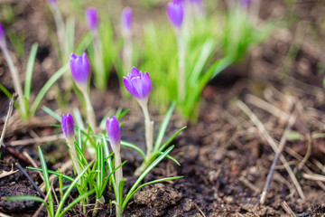  Early spring first flowers blooming. Violet crocus flowers close up macro on green background.