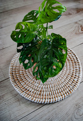  Monstera Monkey Mask, or Monstera Adansonii in an apartment