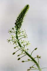 beautiful Aloe Vera flower with white background view