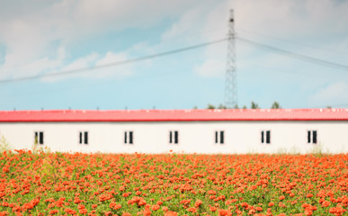 beautiful Sea of Chrysanthemums view with white building