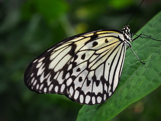 Mariposa