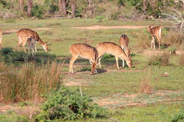 Herd of Sri Lankan axis deer, Axis axis ceylonensis. Also called Ceylon spotted deer. National park Wilpattu, Sri Lanka
