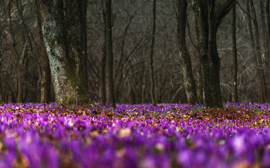Spring blooming crocuses in a forest park
