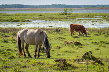 Semi-wild horse Polski konik and Hereford cow calf grazing in the lakeside meadows of nature park "Engure Lake", Latvia, on sunny spring day © Ilga