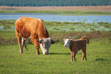 Semi-wild Hereford cow and young calf grazing in the lakeside meadows of nature park 