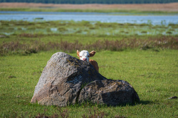 Semi-wild Hereford cow calf hiding by big stone in the lakeside meadows of nature park 