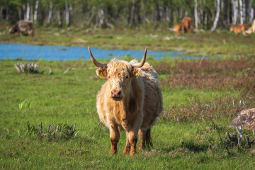 Semi-wild Highland cow grazing in the lakeside meadows of nature park "Engure Lake", Latvia, on sunny spring day