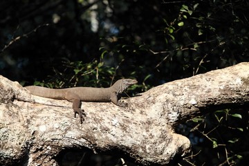 Monitor lizard lying on the tree trunk. Big lizard in forest, Sri Lanka, Wilpattu