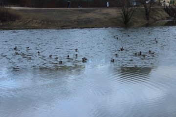 Obraz premium Ice on the surface of the water. Wild ducks on ice. Moscow. Russia.