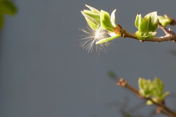 buds of leaves on a branch in the rays of light close-up