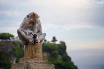 Long tailed macaque monkey at Uluwatu temple,Bali,Indonesia