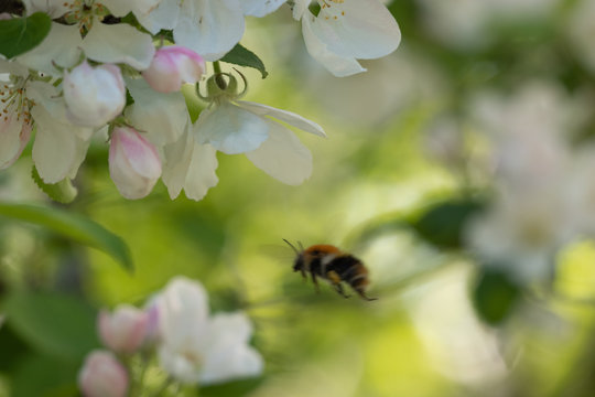 Blurry image of bumblebee flying among white and pink apple tree blossoms and fresh green leaves