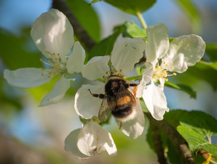 Closeup of bumblebee sitting on white and pink apple tree flowers among fresh green leaves
