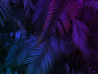 tropical leaf summer background with blue and purple party glow colors, exotic jungle palm tree...