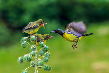 bird on a branch
