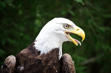 Closeup of bald eagle with mouth open, sticking out tongue