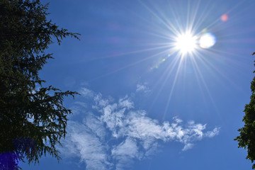 Sun at zenith, with starry rays with few clouds and evergreen branches at the bottom