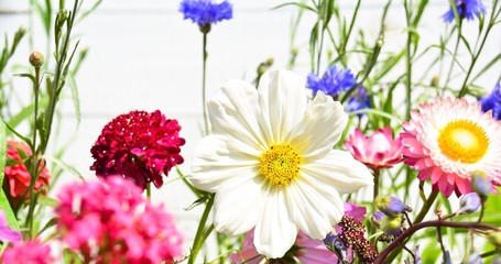 Summer background - colorful wildflower meadow against white wooden wall