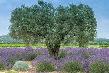 Lavendelfeld mit Olivenbäumen in der Provence